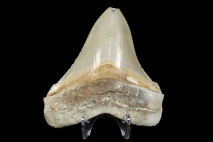 Serrated, Fossil Chubutensis Tooth - Aurora, North Carolina #176577